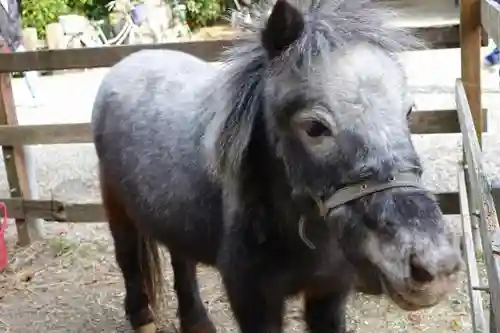 大石神社の動物