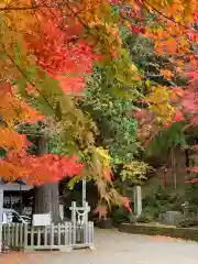 新倉富士浅間神社の自然