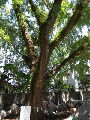 鳥飼八幡宮の自然