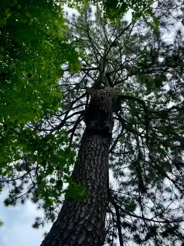 松先稲荷神社(千葉県)