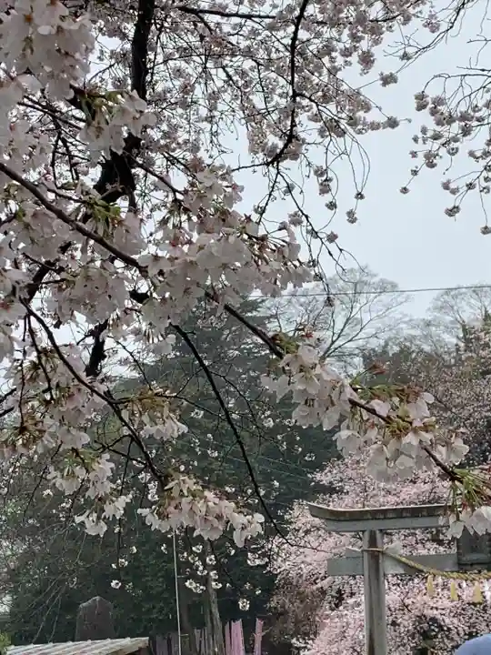 前玉神社の自然
