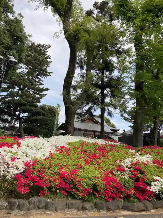 中野沼袋氷川神社の自然