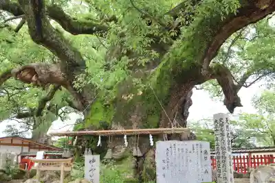 宇美八幡宮(福岡県)
