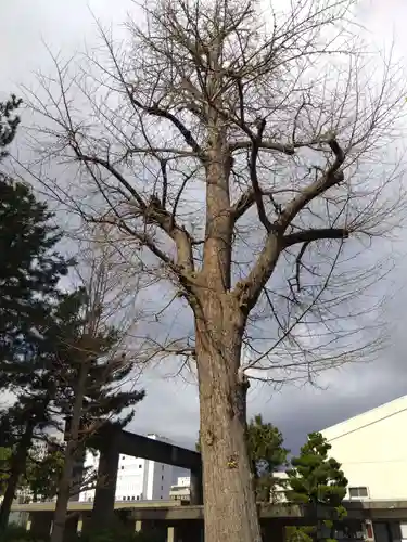 福井神社(福井県)