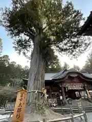 北口本宮冨士浅間神社の自然