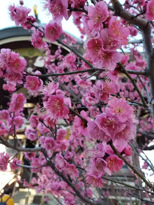 諏訪神社(東京都)