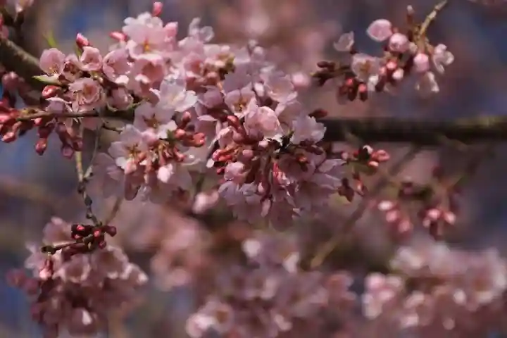 正一位稲荷大明神の自然