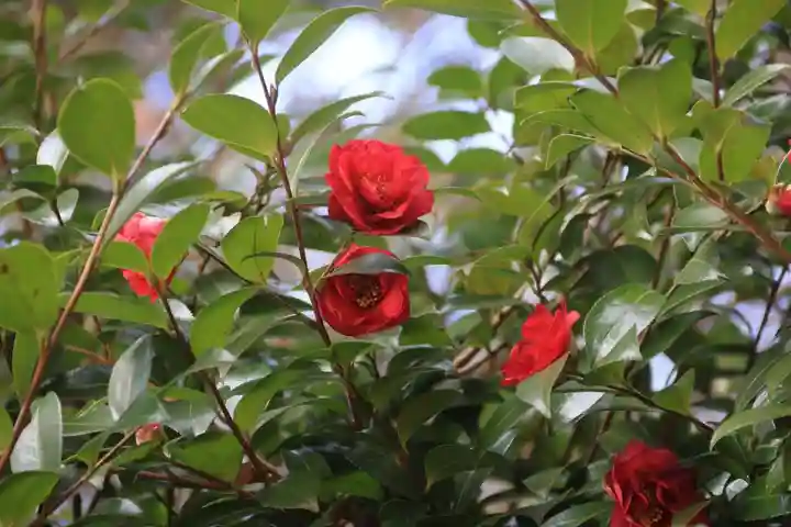 鏡石鹿嶋神社 *安産・開運・勝利の神さま*の庭園