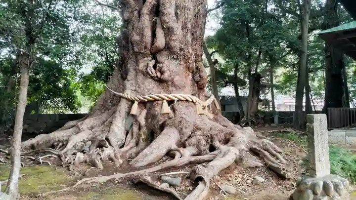 川津来宮神社(静岡県)