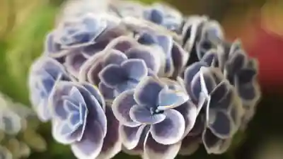 岡寺(龍蓋寺)(奈良県)