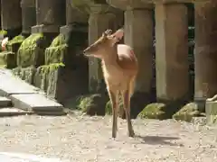 春日大社の動物