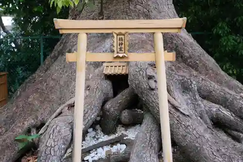 和泉國一之宮　大鳥大社の鳥居