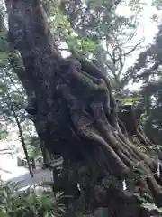 來宮神社の自然