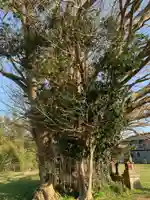 三峯神社の自然