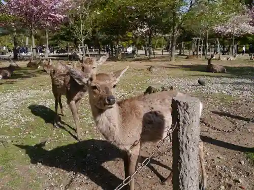 東大寺の動物