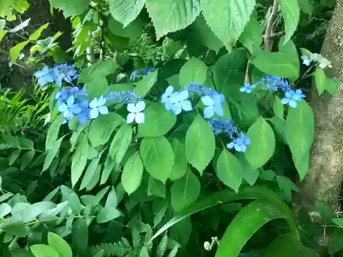 長谷寺の自然