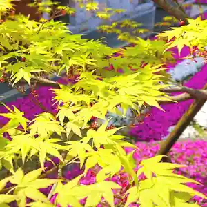 寿量山 速成寺の自然(2021年04月14日(水) 18時32分00秒投稿)