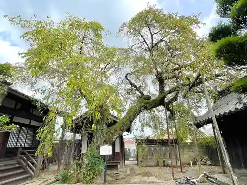 心念寺(三重県)