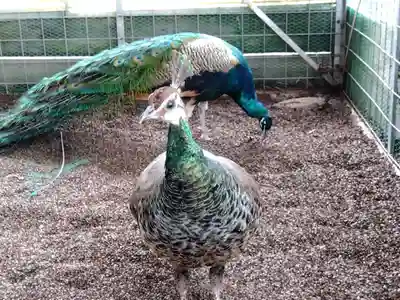 福井県護国神社(福井県)