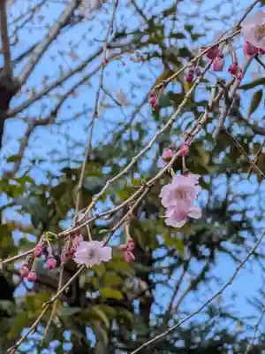 秋葉神社(東京都)