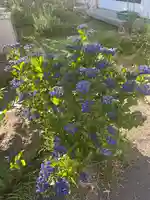 宝壽山 吉祥院の自然