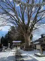 住吉神社の自然