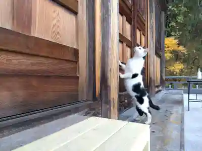 御誕生寺（猫寺）(福井県)