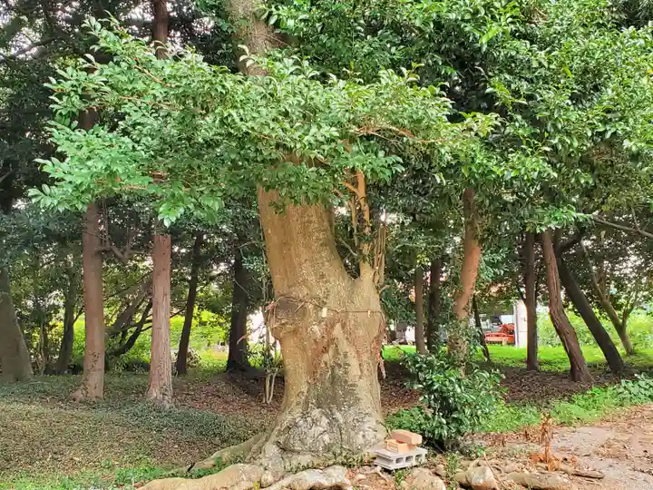 八幡神社の自然