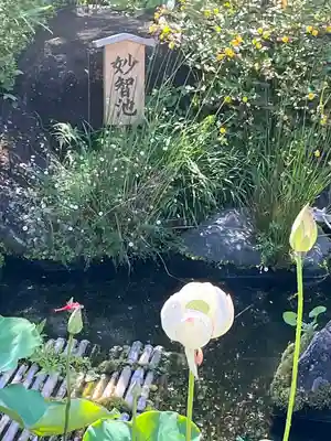 長谷寺(神奈川県)