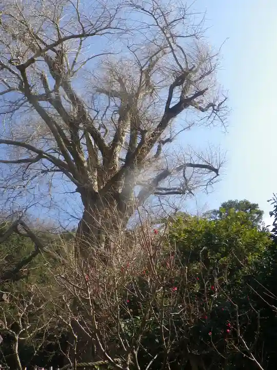 荏柄天神社の自然