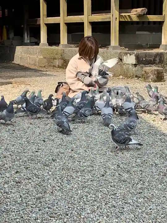 今市報徳二宮神社の動物