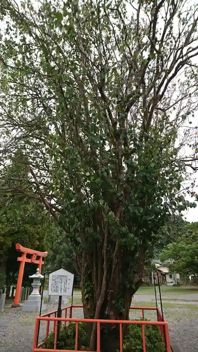 八代神社の自然