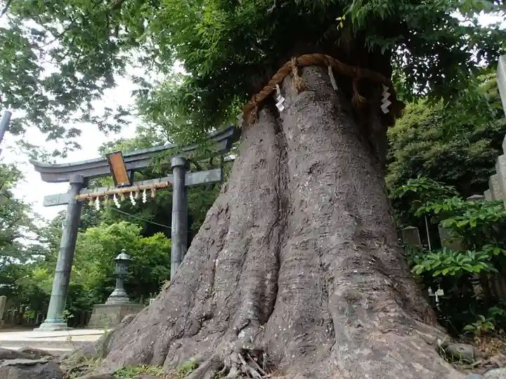 三国神社の自然