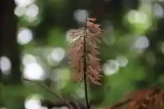 諏訪神社の自然