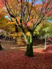 東福禅寺（東福寺）の自然