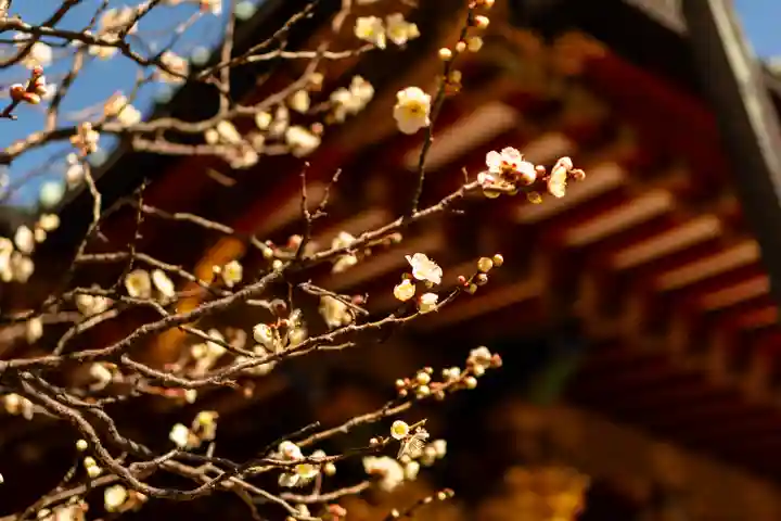 根津神社(東京都)