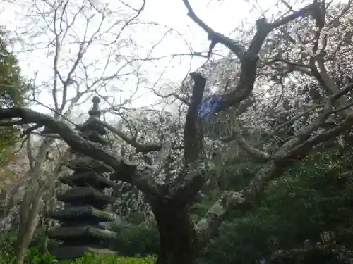 安國論寺（安国論寺）の自然