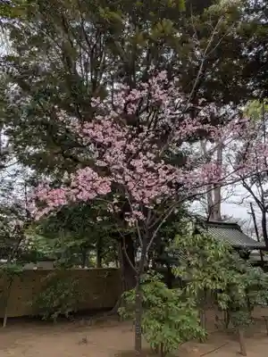 妙法寺(東京都)