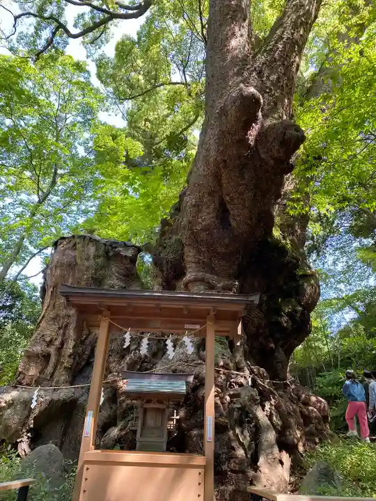 來宮神社の自然