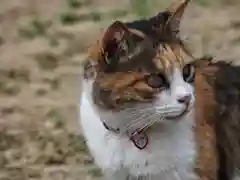 石清水神社の動物