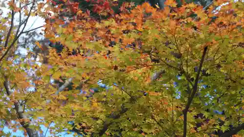 大原野神社(京都府)