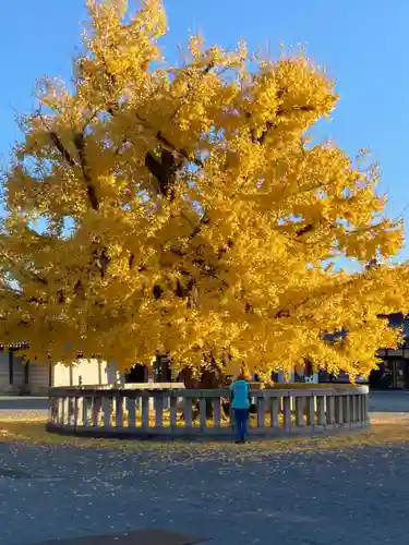 本願寺（西本願寺）の自然