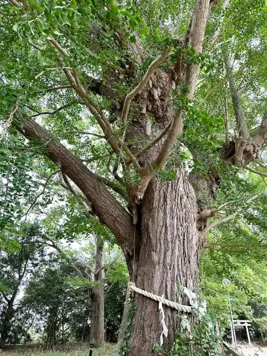白子神社(千葉県)