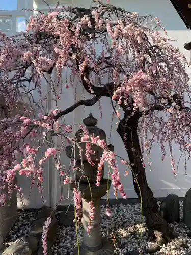 本壽寺（本寿寺）(兵庫県)