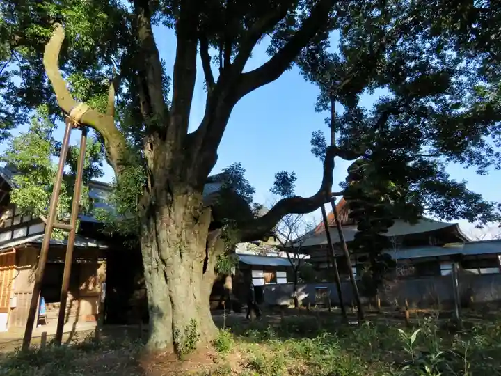 妙義神社の自然