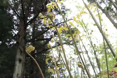 鹿島大神宮の自然