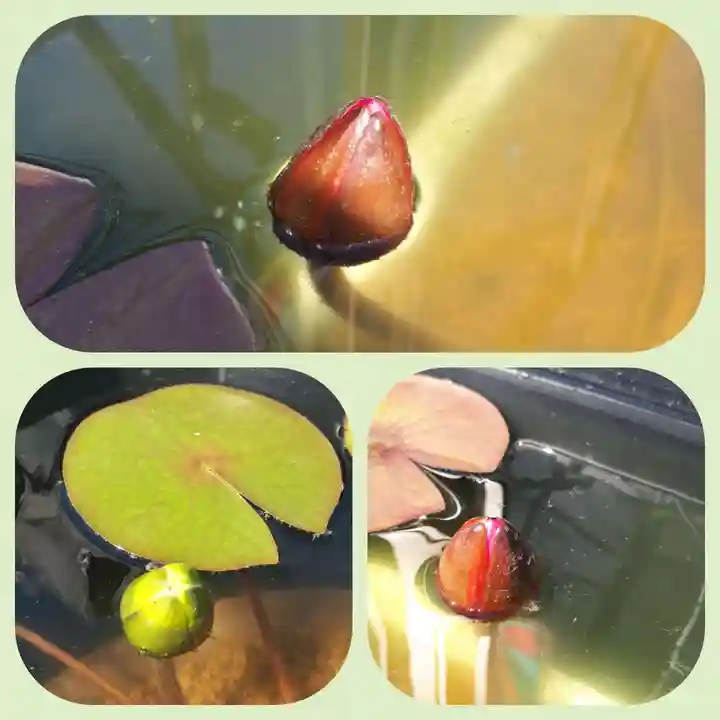 極楽山 浄土寺の自然