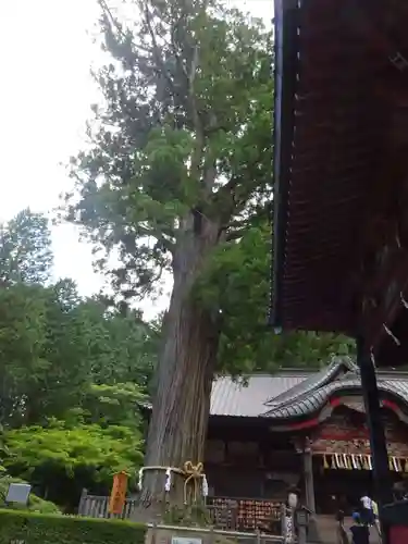 北口本宮冨士浅間神社の自然