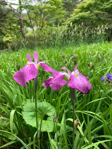 青龍山 吉祥寺の自然