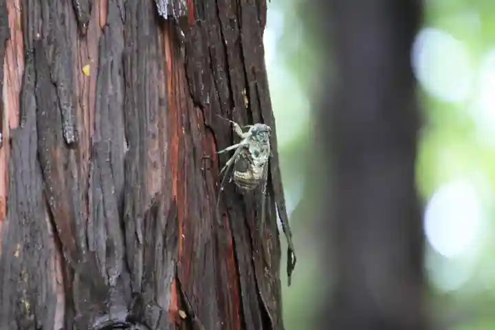 滑川神社 - 仕事と子どもの守り神の自然